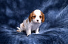 ACA King Charles Cavalier For Sale Sugarcreek OH Male-Tucker
