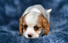 ACA King Charles Cavalier For Sale Sugarcreek OH Male-Tucker