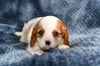 ACA King Charles Cavalier For Sale Sugarcreek OH Male-Tucker