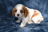 ACA King Charles Cavalier For Sale Sugarcreek OH Male-Tucker