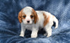 ACA King Charles Cavalier For Sale Sugarcreek OH Male-Tucker