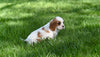 ACA King Charles Cavalier For Sale Sugarcreek OH Male-Tucker