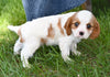 ACA King Charles Cavalier For Sale Sugarcreek OH Male-Tucker
