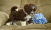 Shih-Poo For Sale Baltic OH Turbo-Male