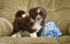 Shih-Poo For Sale Baltic OH Turbo-Male