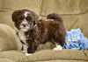 Shih-Poo For Sale Baltic OH Turbo-Male