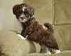 Shih-Poo For Sale Baltic OH Turbo-Male