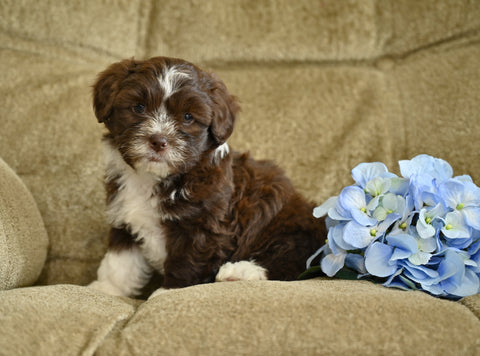 Shih-Poo For Sale Baltic OH Turbo-Male