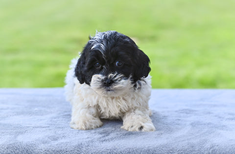 F1 Shih-Poo for Sale Baltic OH Tyler