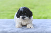 F1 Shih-Poo for Sale Baltic OH Tyler