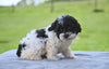 F1 Shih-Poo for Sale Baltic OH Tyler
