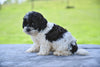 F1 Shih-Poo for Sale Baltic OH Tyler