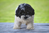 F1 Shih-Poo for Sale Baltic OH Tyler