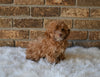 F1BB Morkipoo For Sale Holmesville OH Male-Leo