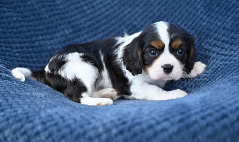 ACA King Charles Cavalier For Sale Sugarcreek Ohio Female-Willow