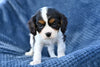 ACA King Charles Cavalier For Sale Sugarcreek Ohio Female-Willow