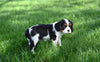 ACA King Charles Cavalier For Sale Sugarcreek Ohio Female-Willow