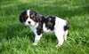 ACA King Charles Cavalier For Sale Sugarcreek Ohio Female-Willow