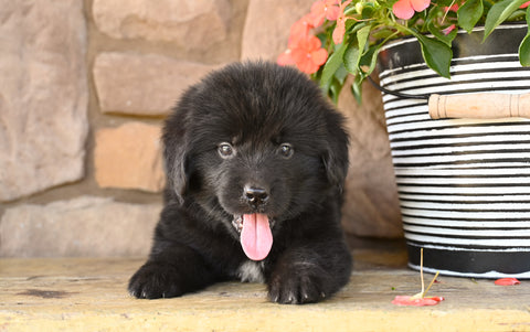 Newfoundland For Sale Dalton OH-Winnie