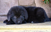 Newfoundland For Sale Dalton OH-Winnie