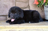 Newfoundland For Sale Dalton OH-Winnie