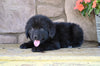 Newfoundland For Sale Dalton OH-Winnie