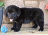 Newfoundland For Sale Dalton OH-Winnie