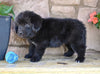 Newfoundland For Sale Dalton OH-Winnie