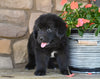 Newfoundland For Sale Dalton OH-Winnie