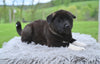 AKC Akita For Sale Millersburg OH Male-Zeus