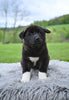 AKC Akita For Sale Millersburg OH Male-Zeus