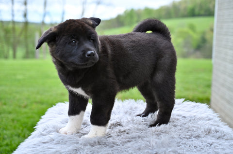 AKC Akita For Sale Millersburg OH Male-Zeus