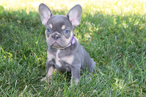 AKC Registered French Bulldog For Sale Wooster OH Female-Adrianna