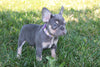 AKC Registered French Bulldog For Sale Wooster OH Female-Adrianna