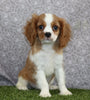 AKC Registered Cavalier KCS For Sale Wooster OH Male-Barney