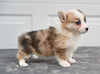 Pembroke Welsh Corgi For Sale Holmesville Ohio Female Bella