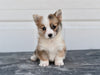 Pembroke Welsh Corgi For Sale Holmesville Ohio Female Bella