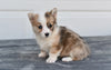 Pembroke Welsh Corgi For Sale Holmesville Ohio Female Bella