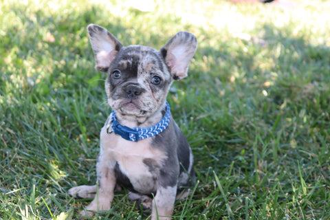AKC Registered French Bulldog For Sale Wooster OH Male-Ben