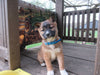 Shiba Inu Border Collie Mix Dundee OH-Blue Chase Male