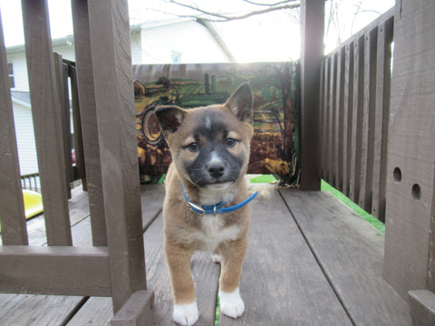 Shiba Inu Border Collie Mix Dundee OH-Blue Chase Male