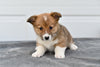Pembroke Welsh Corgi for Sale Holmesville Ohio Male Bradly
