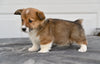 Pembroke Welsh Corgi for Sale Holmesville Ohio Male Bradly