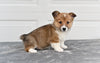 Pembroke Welsh Corgi for Sale Holmesville Ohio Male Bradly