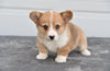Pembroke Welsh Corgi For Sale Holmesville Ohio Female Bretta