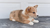Pembroke Welsh Corgi For Sale Holmesville Ohio Female Bretta