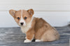 Pembroke Welsh Corgi For Sale Holmesville Ohio Female Bretta