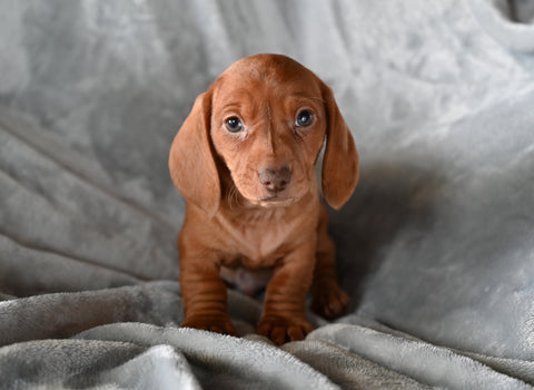 ACA Dachshund For Sale Fredericksburg OH Male Bruno