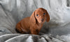 ACA Dachshund For Sale Fredericksburg OH Male Bruno