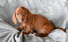 ACA Dachshund For Sale Fredericksburg OH Male Bruno